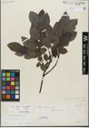 Foto von Salix glabra Scop. x Salix myrsinifolia Salisb.